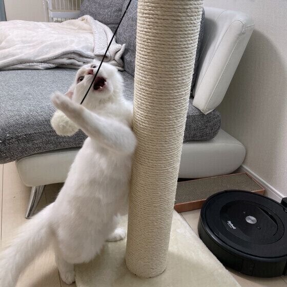 新しい爪とぎを使うアルくん