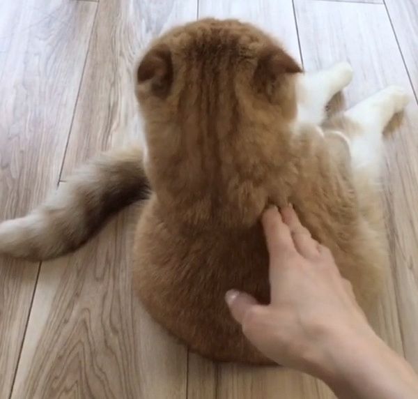 夕涼み風に座る猫