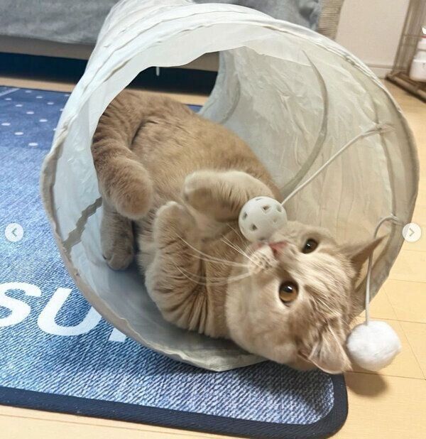 トンネルで遊ぶつくねくん