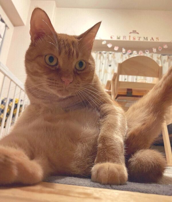 フシギなポーズをするニャジラくん