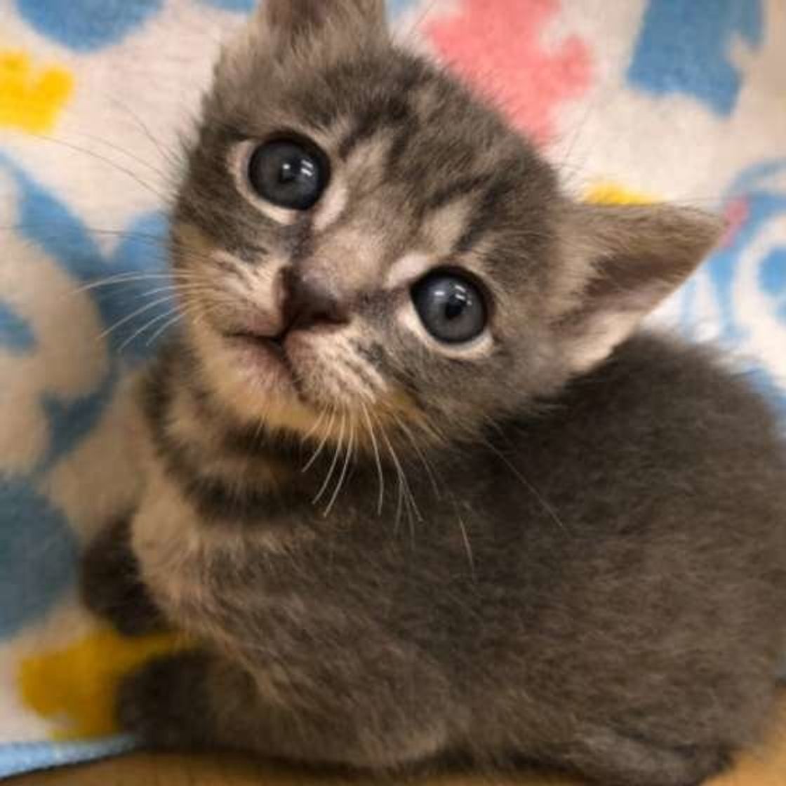 獣医師監修 手作りキャットフードのレシピや注意点を紹介 ねこのきもちweb Magazine 獣医師監修 手作りキャットフードのレシピや注意点を紹介 ねこのきもちweb Magazine