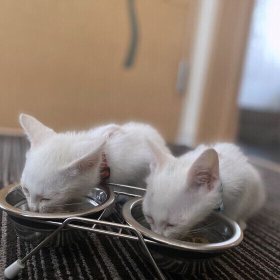 ご飯を食べる白猫