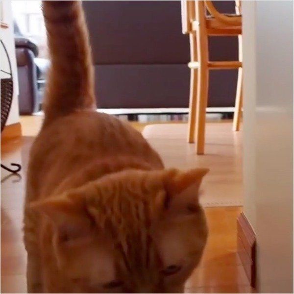 ボール遊び大好きニャンコ