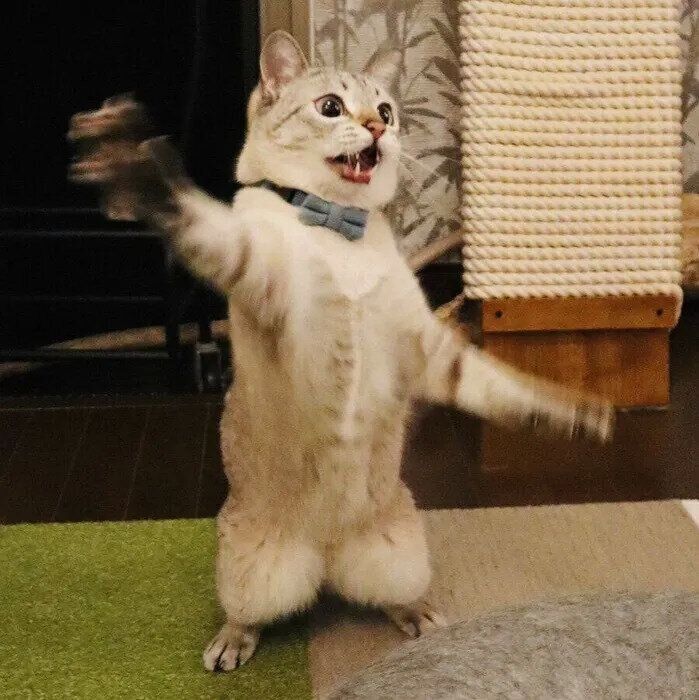 元気に遊ぶくうくん