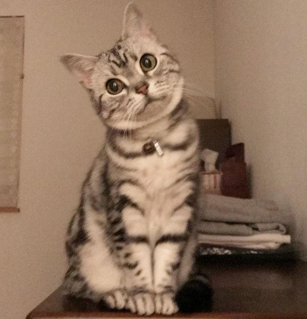 横着して爪とぎする猫