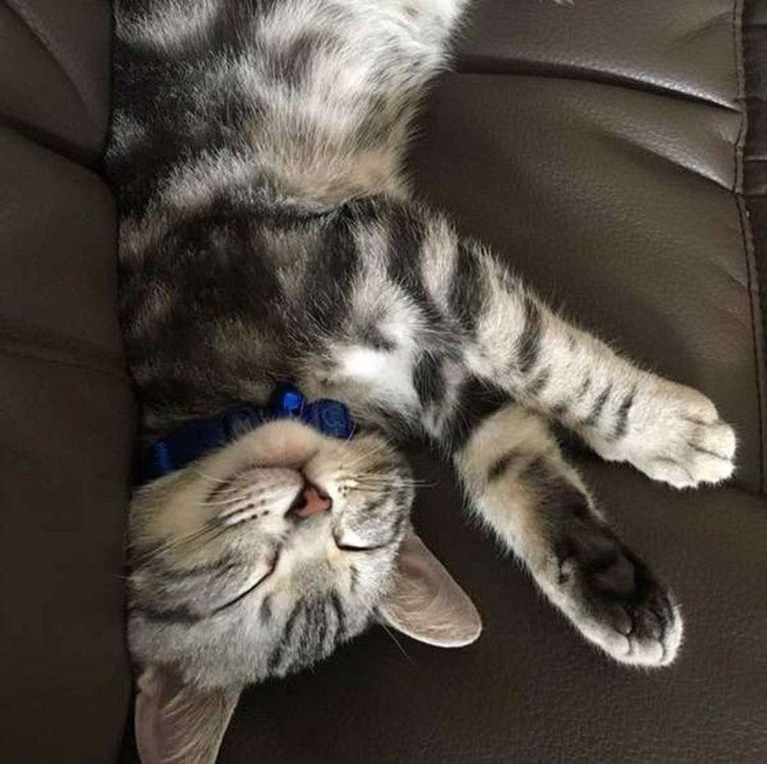 一人暮らしでも 猫が飼いたい 絶対に押さえておきたい6つのポイント ねこのきもちweb Magazine 一人暮らしでも 猫が飼いたい 絶対に押さえておきたい6つのポイント ねこのきもちweb Magazine