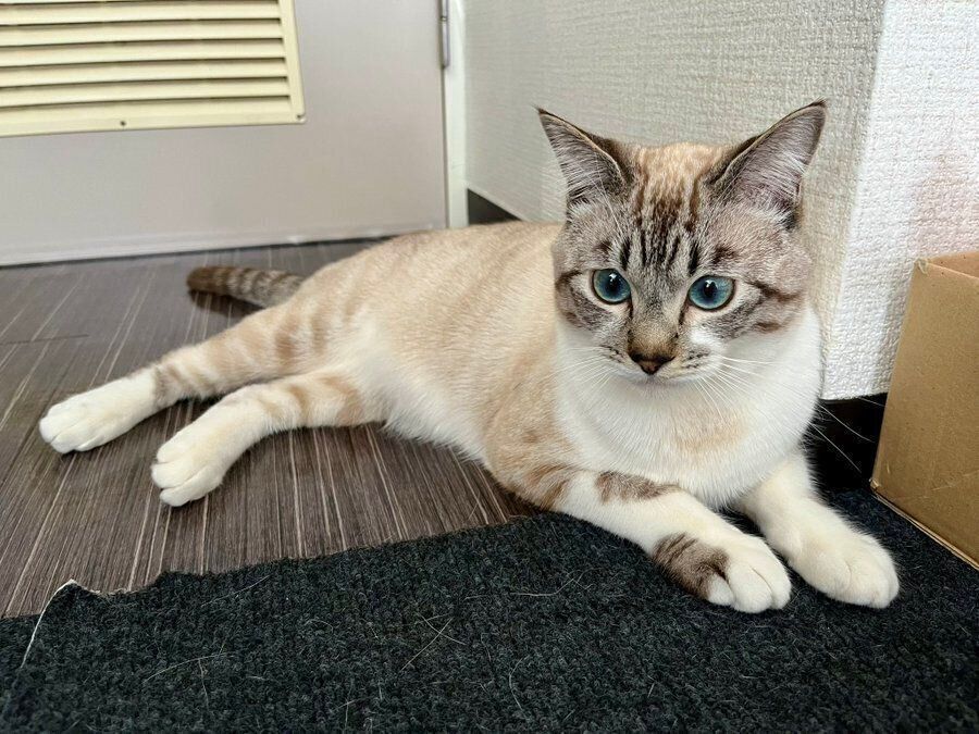 床に横たわるちくわくん