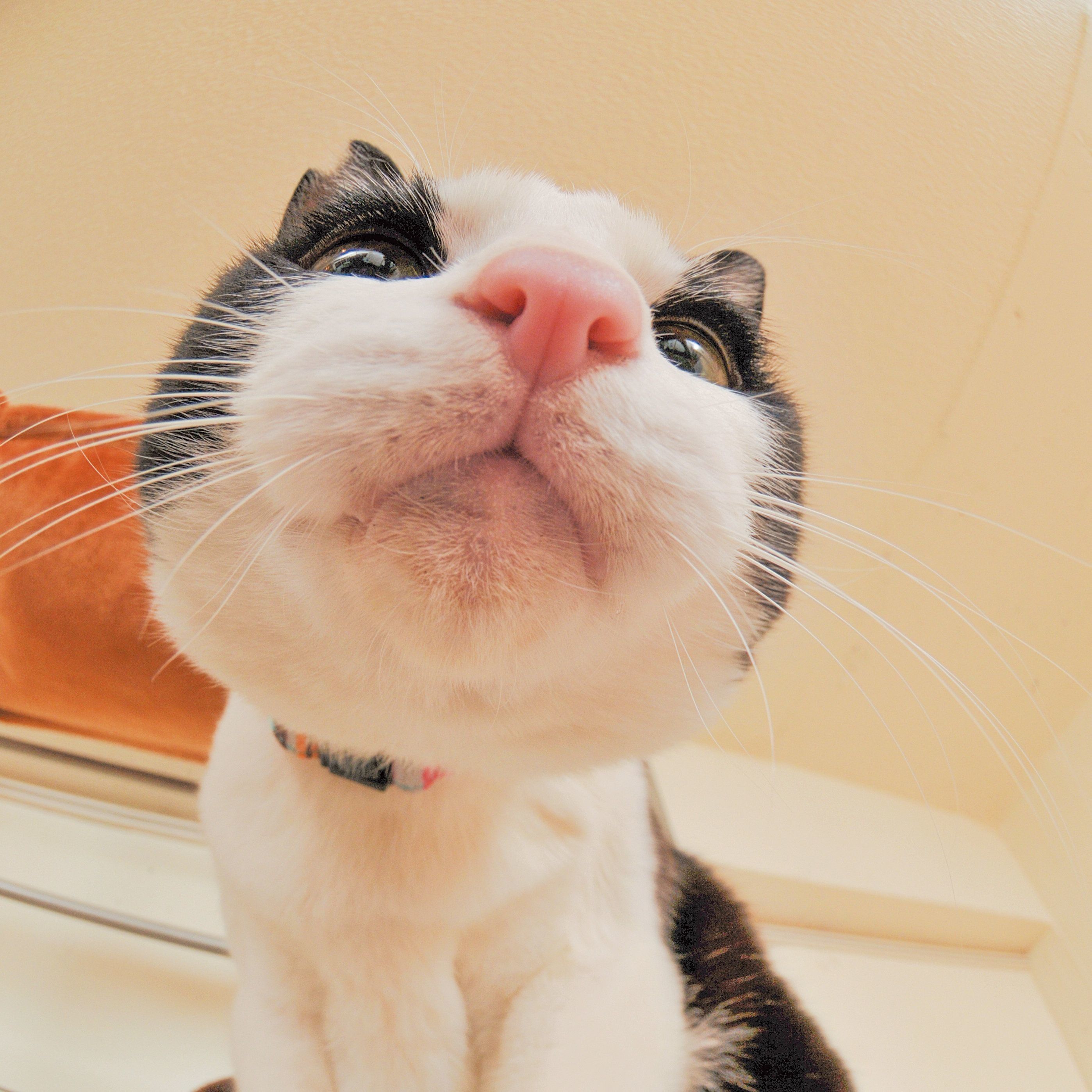 画像／2019年4月号「猫のおハナ見しませんか？」