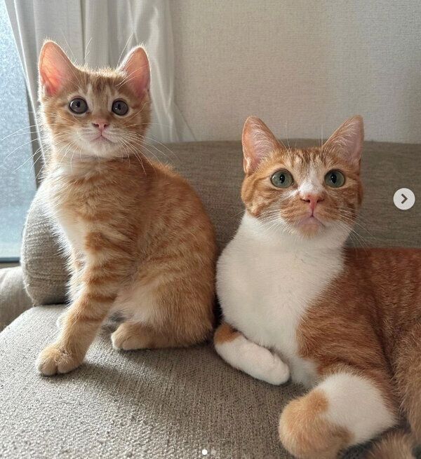 仲良しなてとくん、うりくん