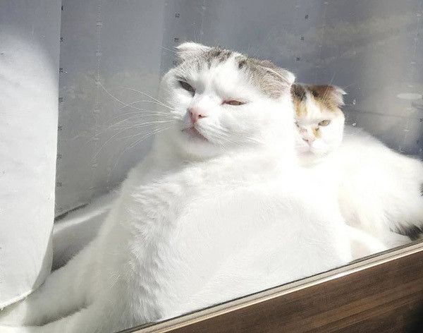 見つめるスコティッシュフォールド