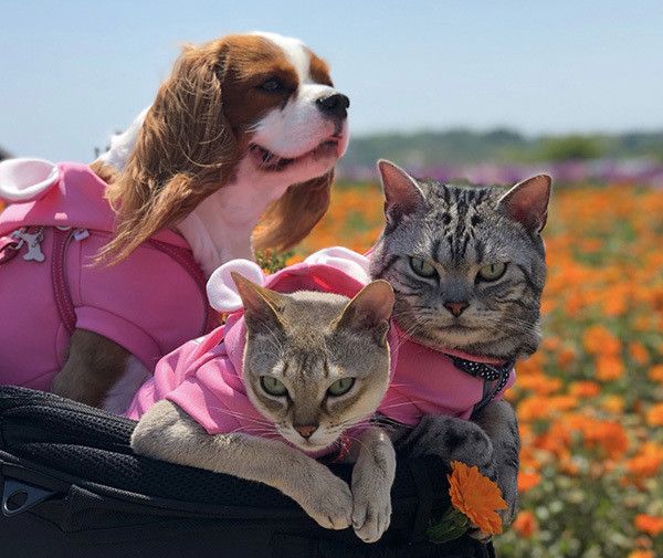 キャバリアとシンガプーラとアメリカンショートヘア