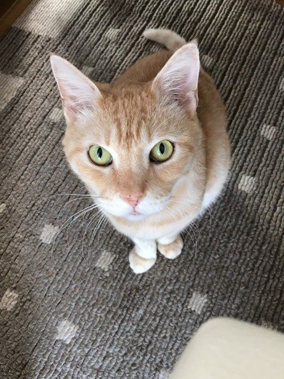 MIX　茶トラのルークドナルドくん