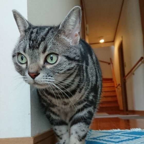 廊下を歩くアメリカンショートヘア