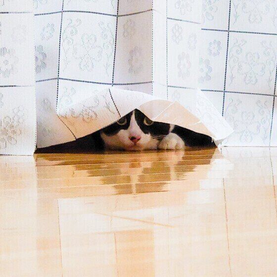 白黒のアメちゃん