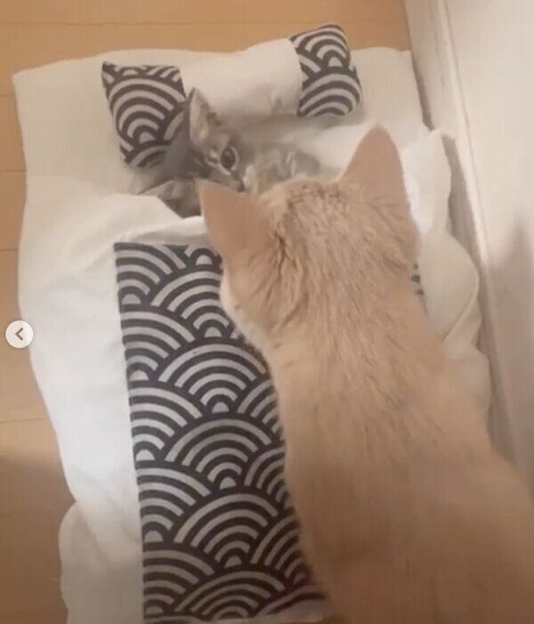 みりんくんに近づくつくねくん