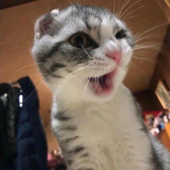 怒るスコティッシュフォールド