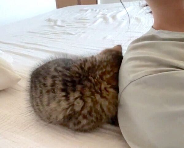 飼い主さんにくっついて眠るどんぐりくん