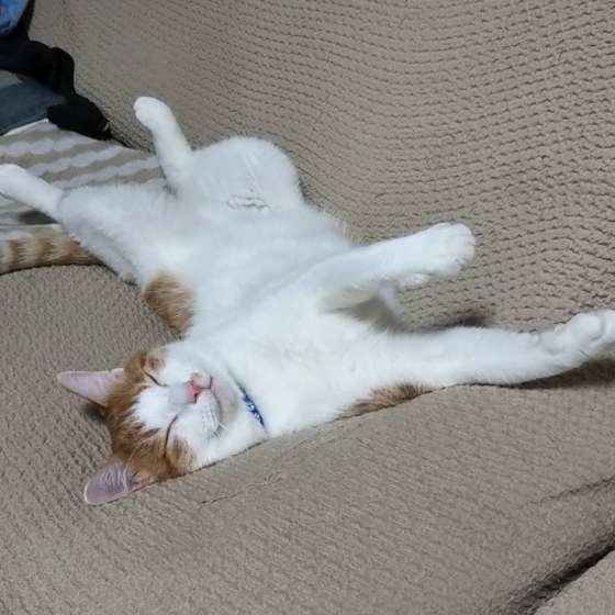 日本ネコ　ハルくん