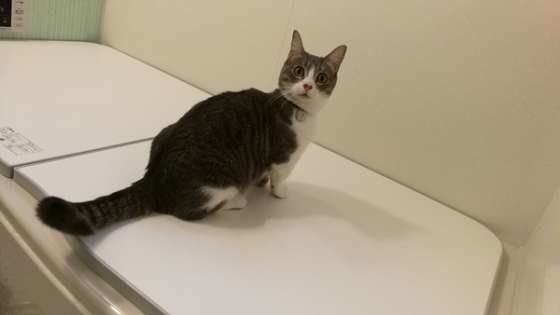 イタズラする猫