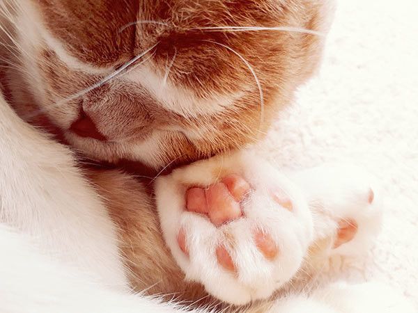 眠るスコティッシュフォールド