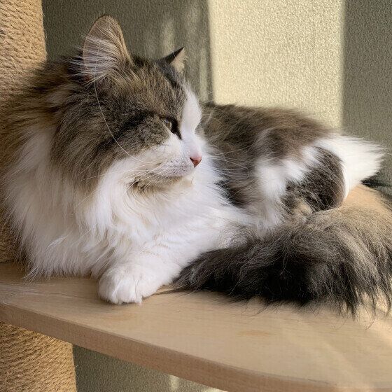 横たわる福太郎くん（マンチカン・ロングヘア）