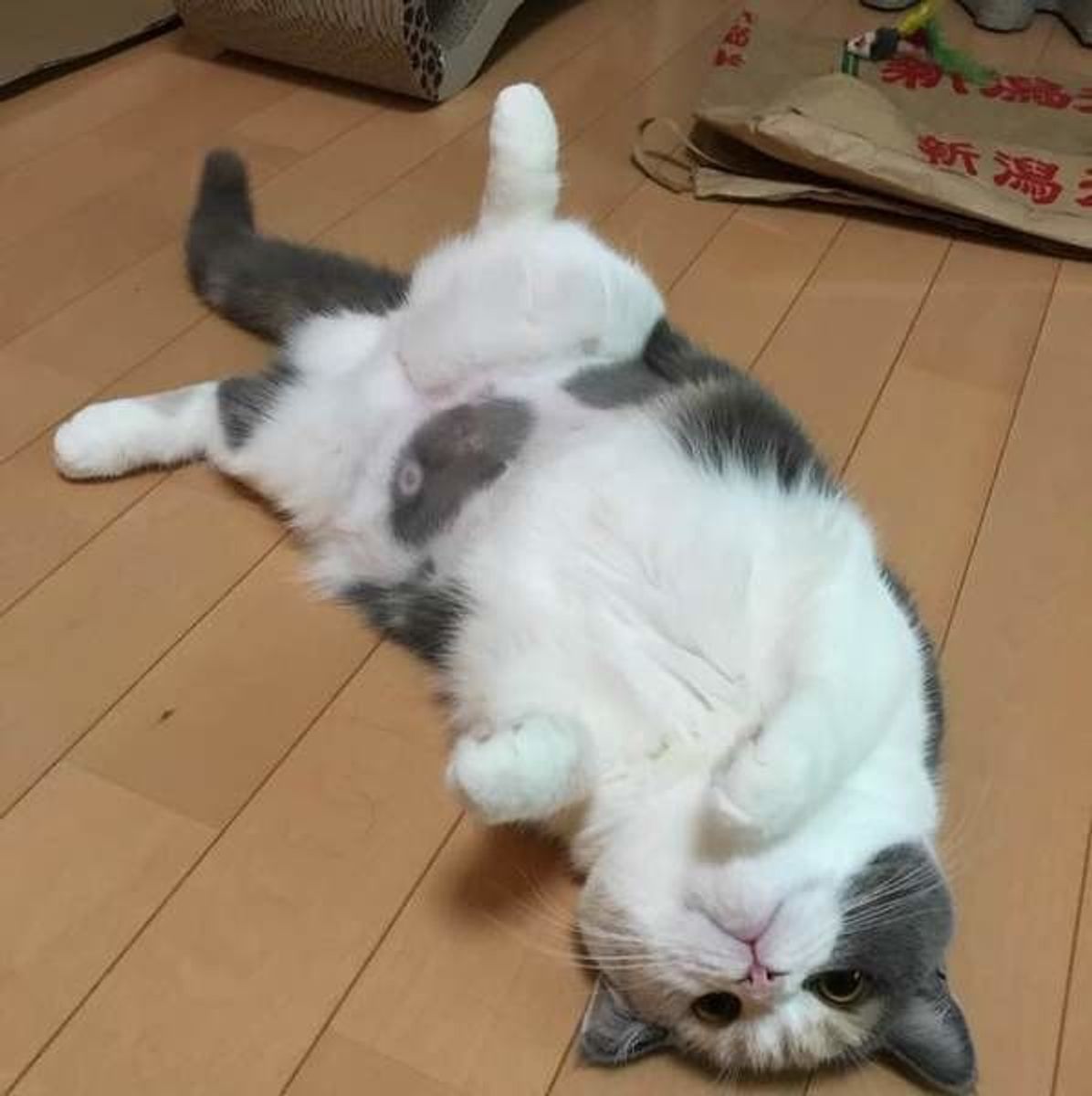 獣医師が解説 かわいい画像つき 猫が仰向けになって寝る理由 ねこのきもちweb Magazine 獣医師が解説 かわいい画像つき 猫が仰向けになって寝る理由 ねこのきもちweb Magazine