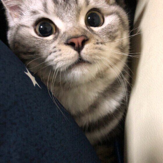 びっくりした顔をするスコティッシュフォールド