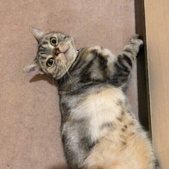 見つめるアメリカンショートヘア