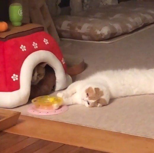 おもちゃで誘惑するはなちゃん