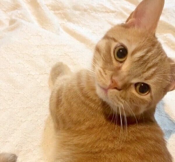 見つめるうにちゃん