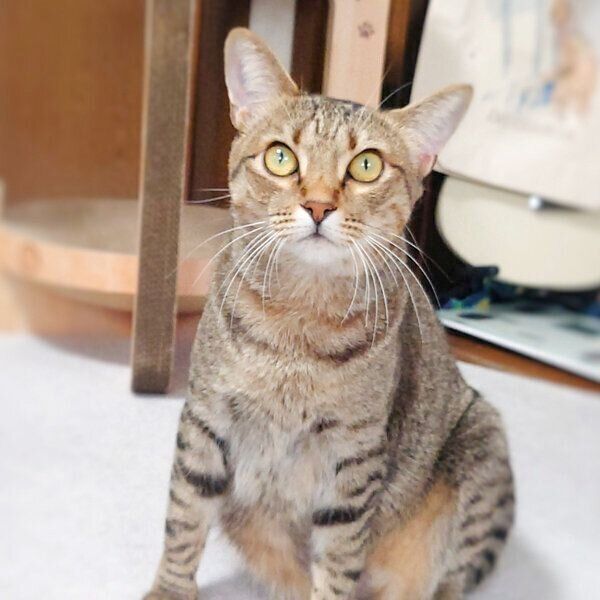 「おやつ」と聞いて目をまんまるにするもなちゃん