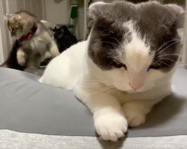 ミルクくんのしっぽで遊ぶオリーブくん