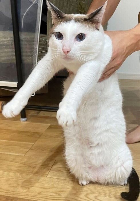 スリスリしすぎて赤ちゃんを泣かせてしまい、連行されるつくねくん