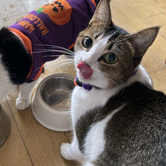 口をペロリとなめる猫