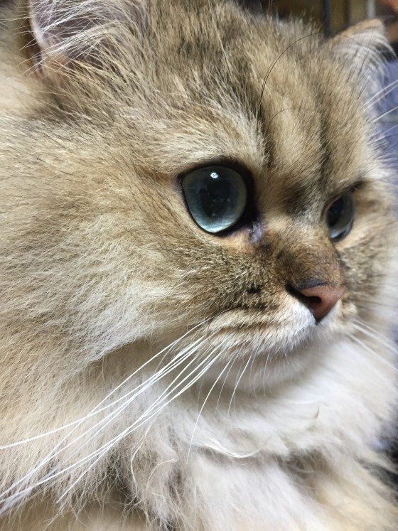 甘く見ないで！ 猫のくしゃみ、実は病気のサインかも？｜ねこのきもち 
