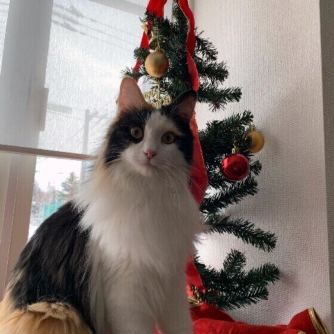 クリスマス お正月 12月1月に気を付けたい 猫が食べると危険な食べ物 ねこのきもちweb Magazine クリスマス お正月 12月1月に気を付けたい 猫が食べると危険な食べ物 ねこのきもちweb Magazine