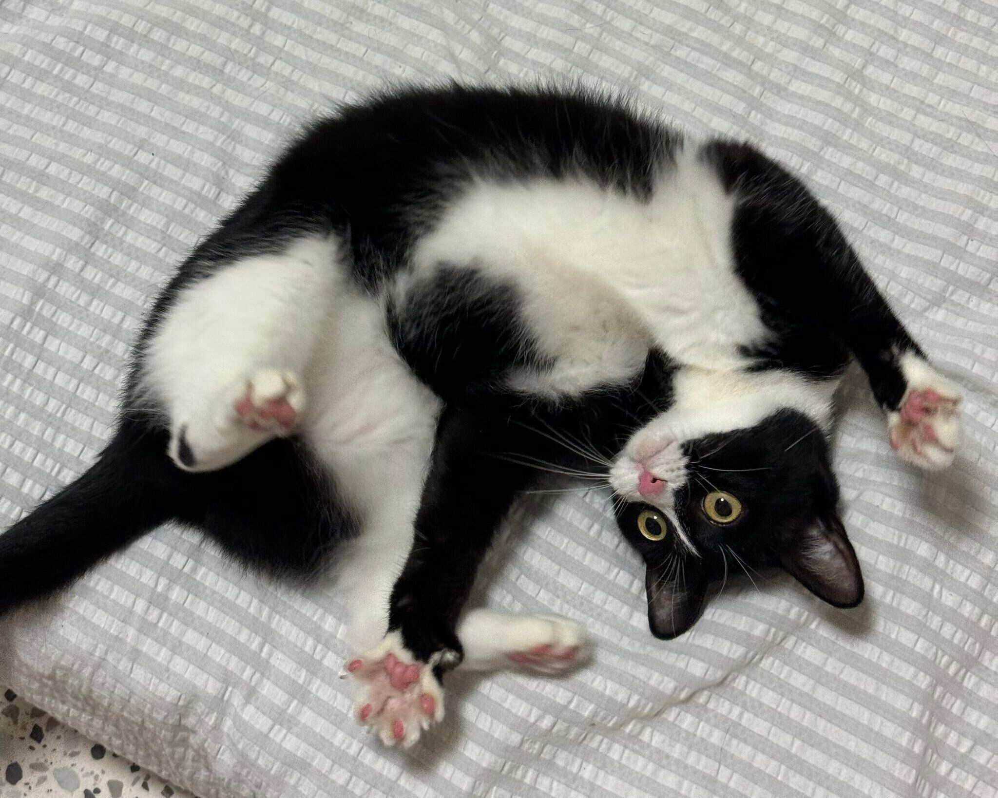 子猫時代のタビちゃん