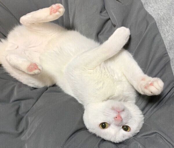 耳がなくなってしまったハク様