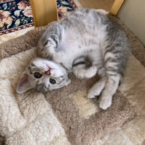 サバトラのチャオくん