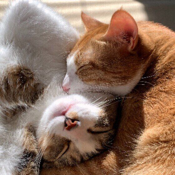 仲良くひなたぼっこしている2匹