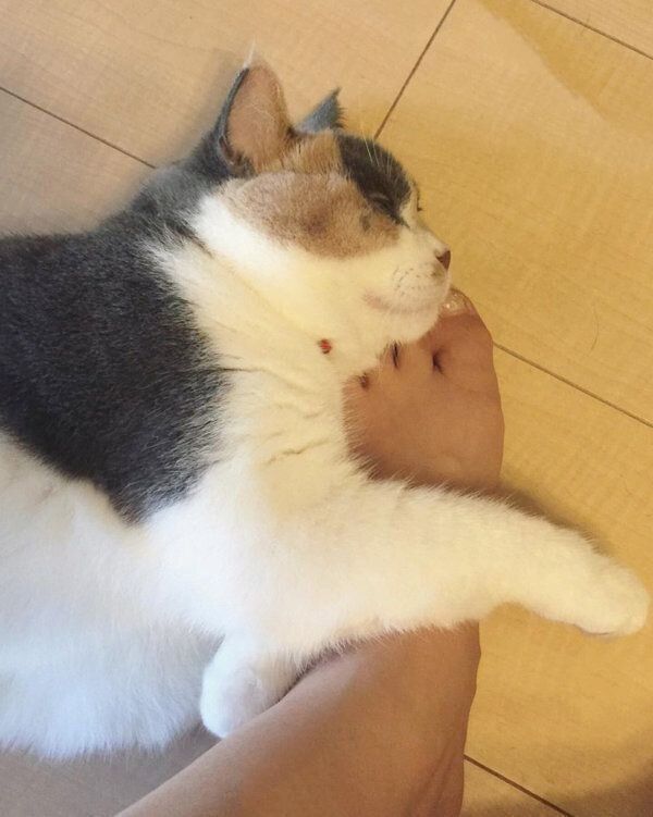 スリスリするブリティッシュショートヘア