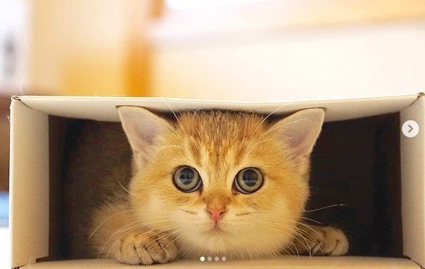 箱に入るカイくん