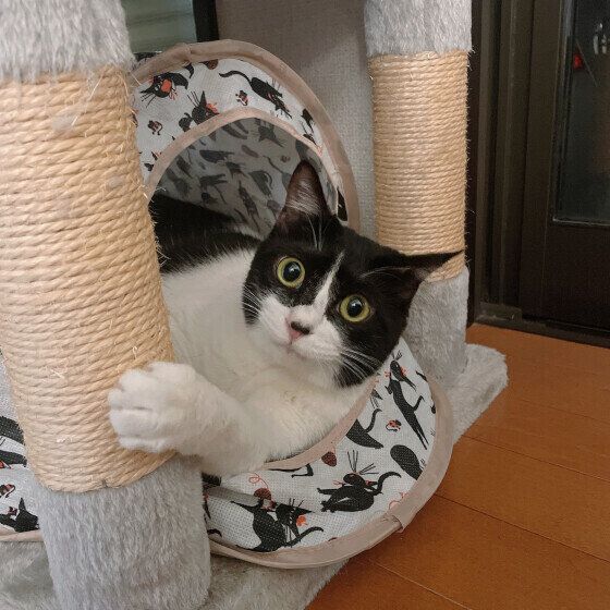 MIX（黒×白）の笑里ちゃん