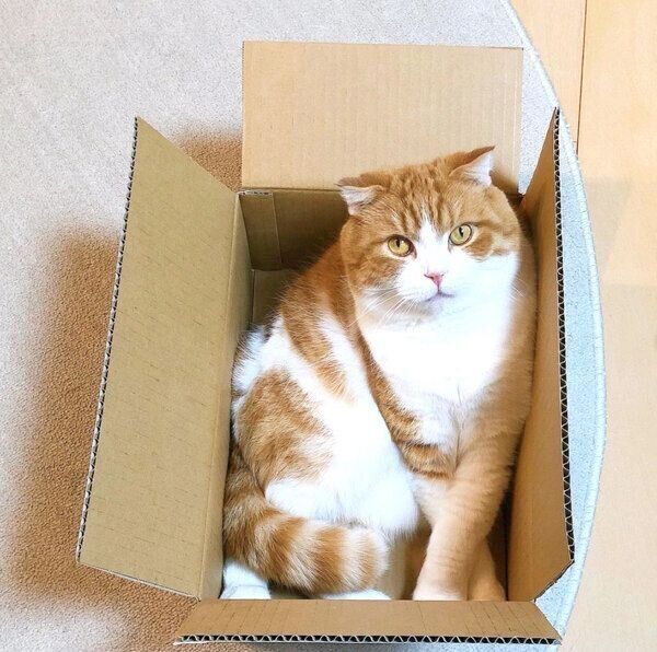 ダンボールの中でくつろぐまーるくん