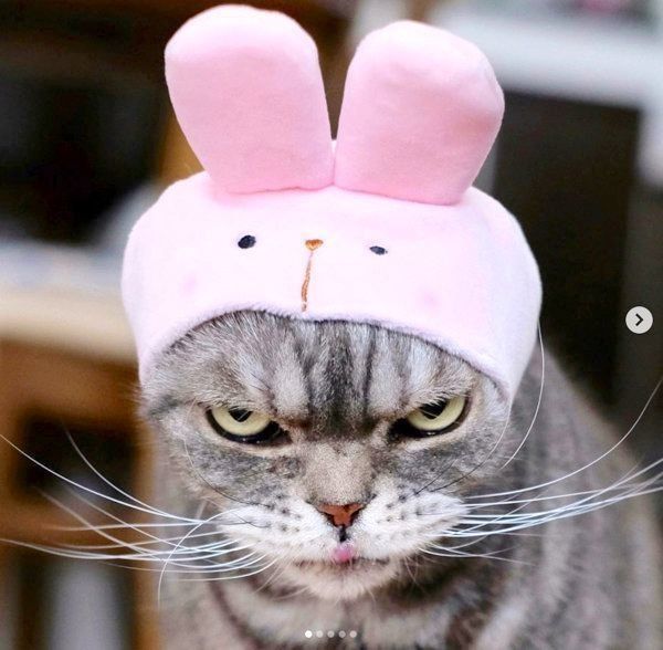 味のある表情を見せるスコティッシュフォールド