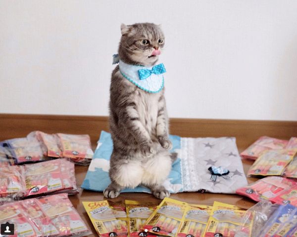 ちゅ〜るを必死に食べる猫