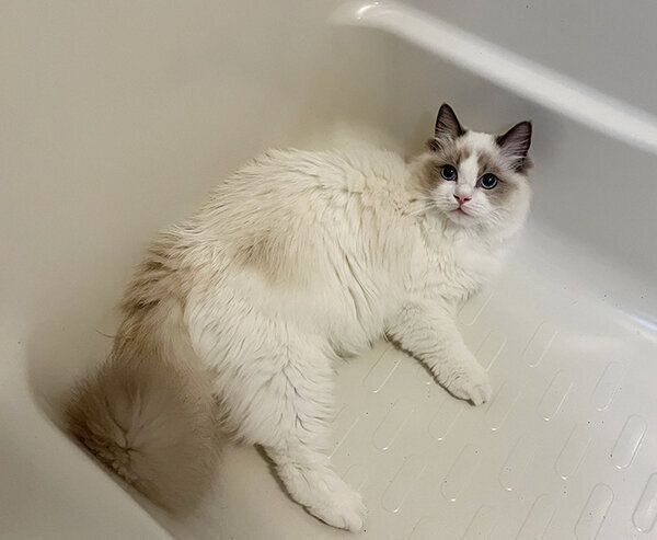 空のバスタブの中でくつろぐむぎちゃん