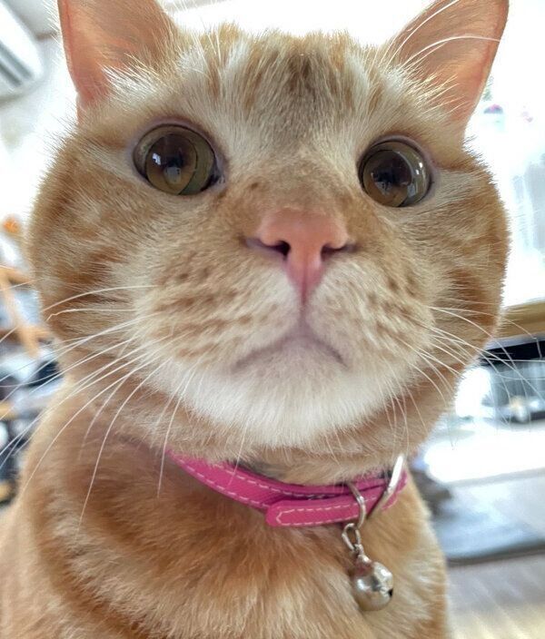 見つめるまめさん