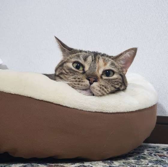 カメラを見つめる猫