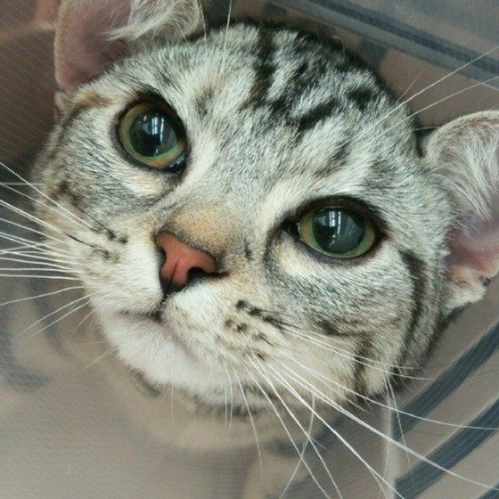 避妊手術後のアメリカンショートヘアー